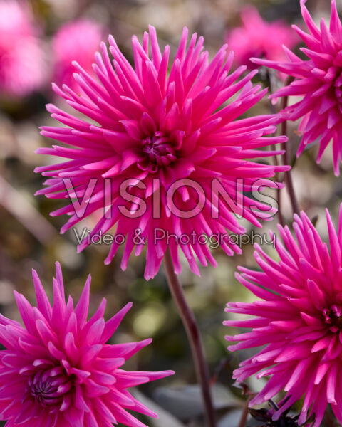 Visions Pictures | Search